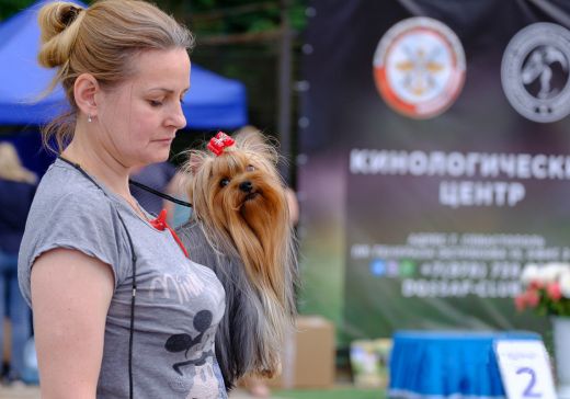 Свыше 200 собак на выставке в Севастополе