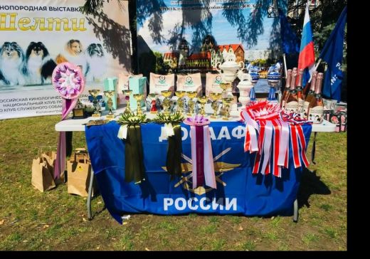 Нашествие собак на Калининград