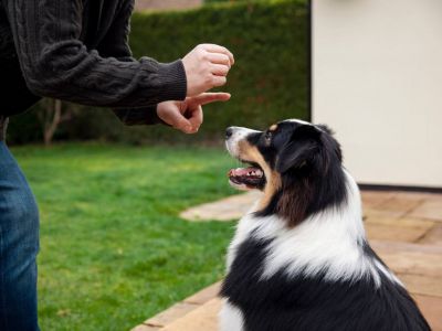 В Зеленограде при ДОСААФ открывают обучение кинологов и занятия для владельцев собак
