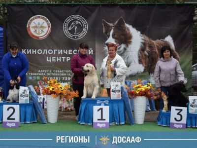 Выставка кинологического центра ДОСААФ России