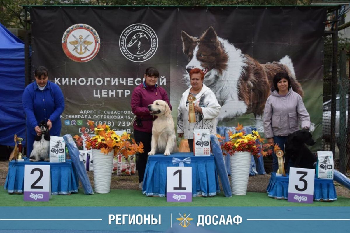 Выставка кинологического центра ДОСААФ России