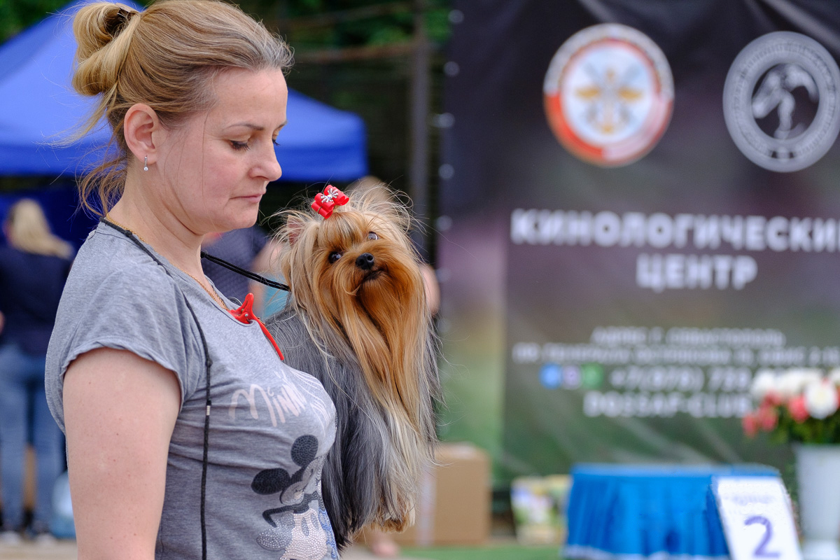 Свыше 200 собак на выставке в Севастополе