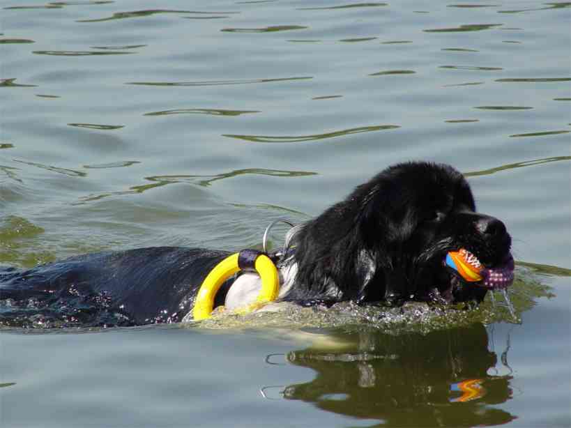 Первый чемпионат ДОСААФ России по службе спасения на водах с применением служебных собак